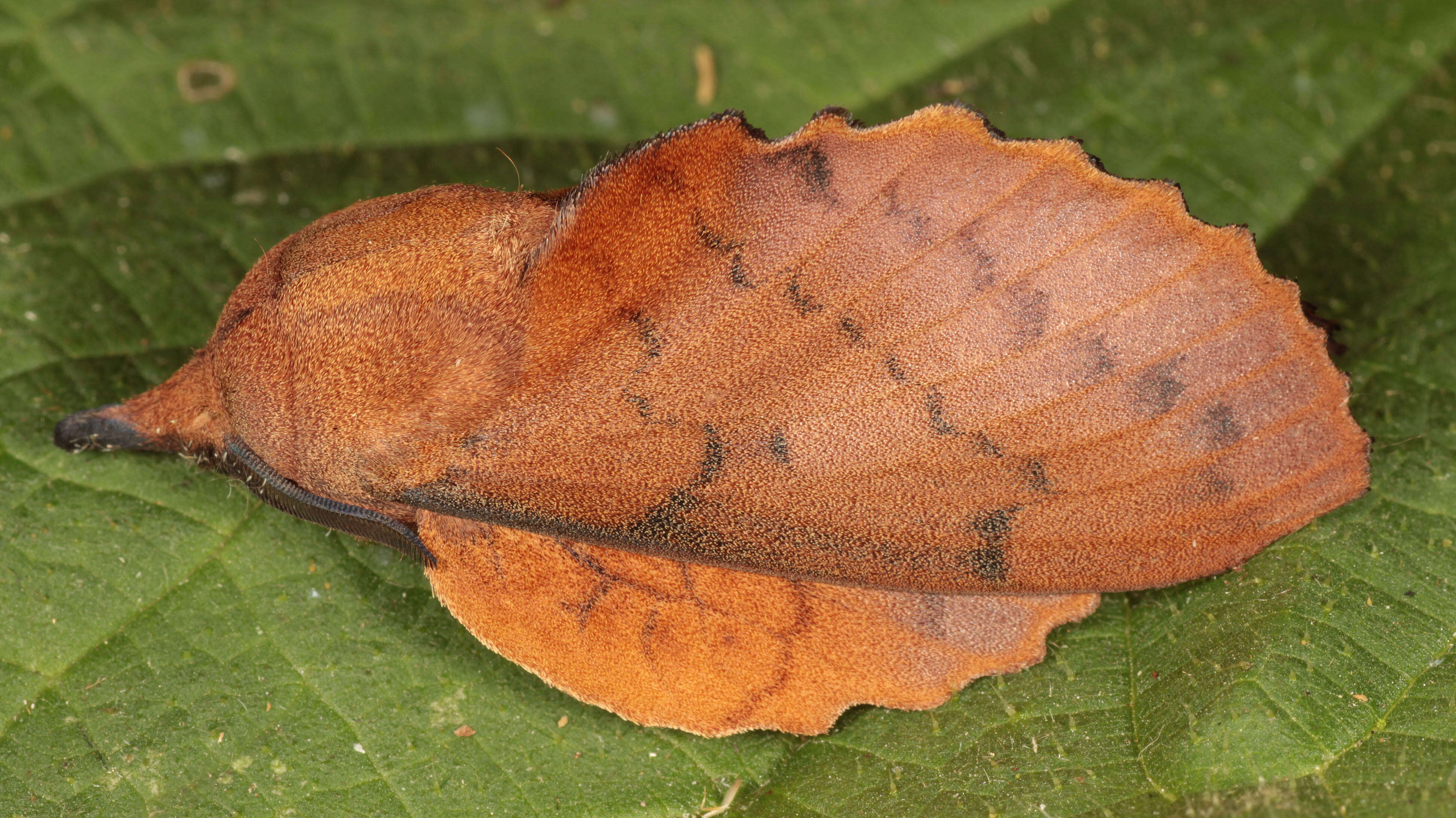 Image of lappet moth