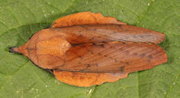 Image of lappet moth