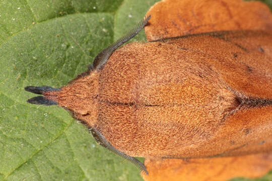 Image of lappet moth
