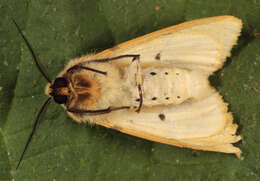 Image of Spilosoma lutea Hüfnagel 1766