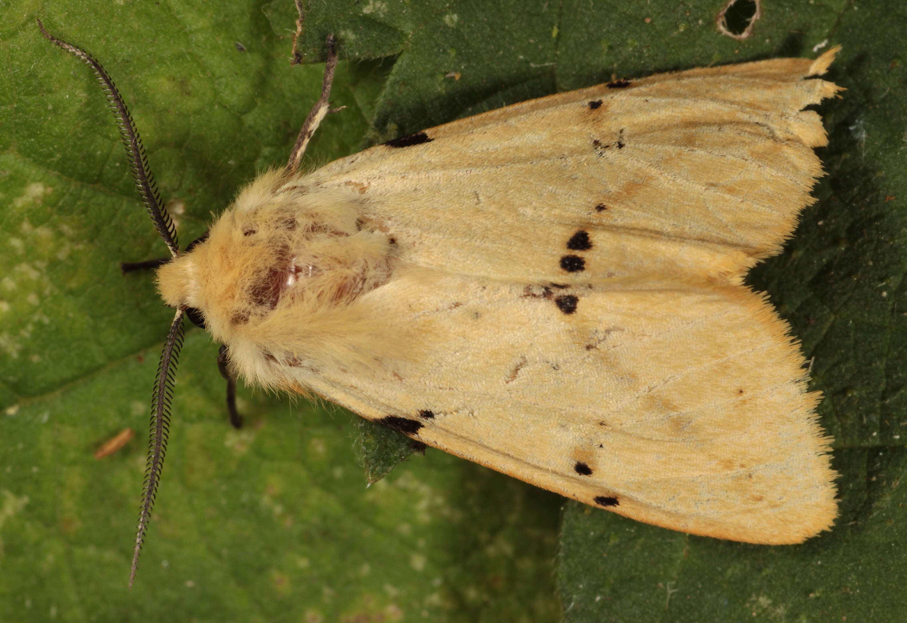 Image of Spilosoma lutea Hüfnagel 1766