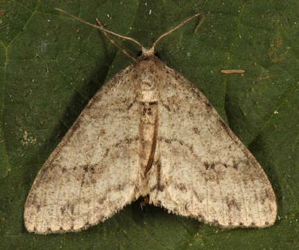 Image of The Small Engrailed