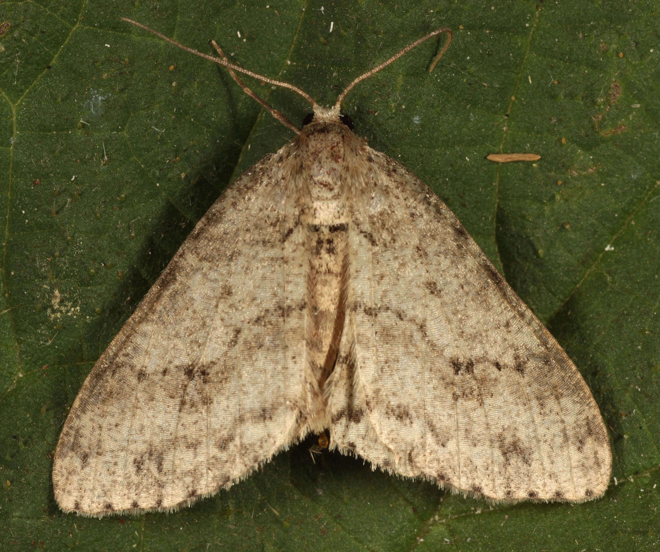 Image of The Small Engrailed