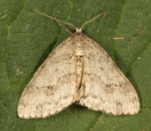 Image of The Small Engrailed