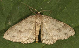 Image of The Small Engrailed