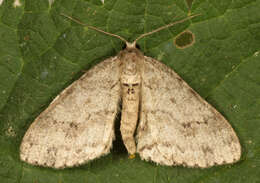 Image of The Small Engrailed