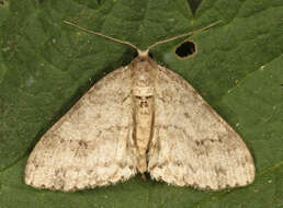 Image of The Small Engrailed