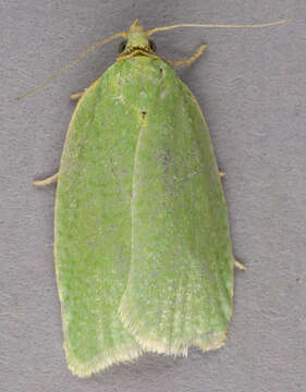 Image of green oak tortrix