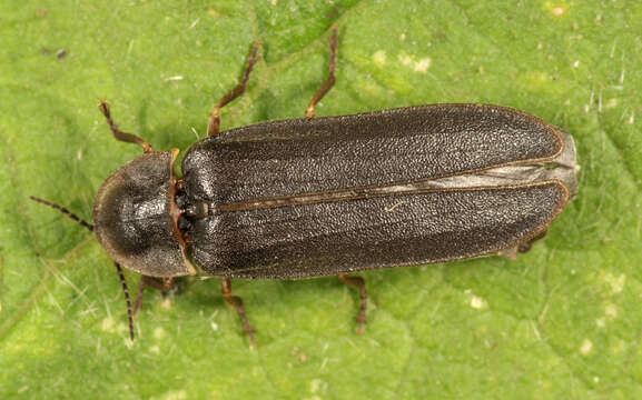 Image of common glow-worm