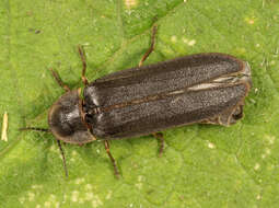 Image of common glow-worm