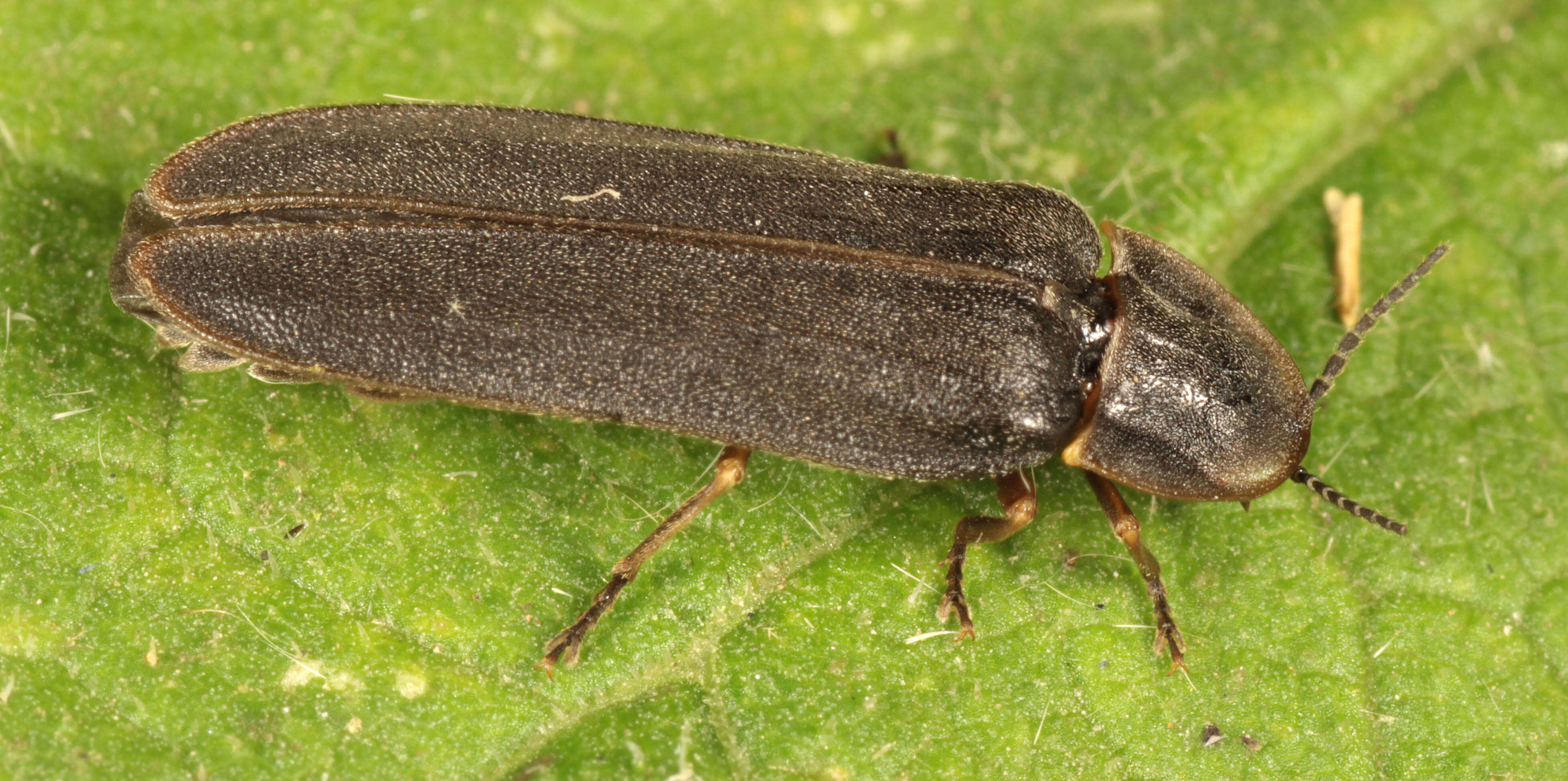 Image of common glow-worm