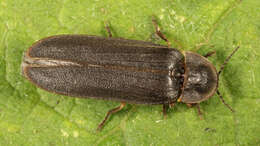 Image of common glow-worm