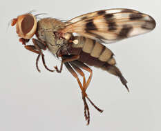 Image of Melieria crassipennis (Fabricius 1794)