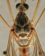 Image of Tipula (Vestiplex) scripta Meigen 1830