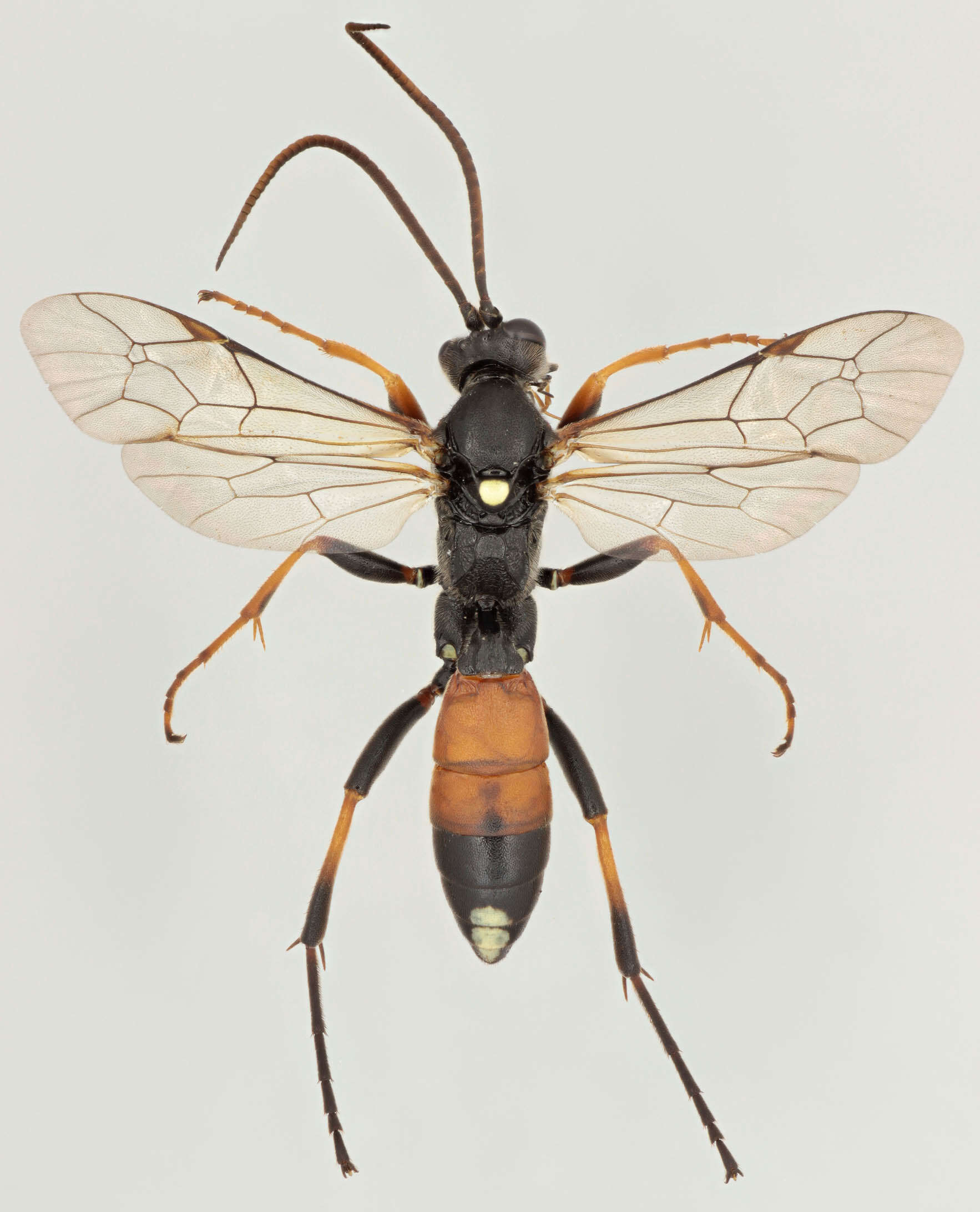 Image of Ichneumon gracilicornis Gravenhorst 1829