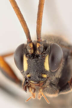 Image of Ichneumon gracilicornis Gravenhorst 1829