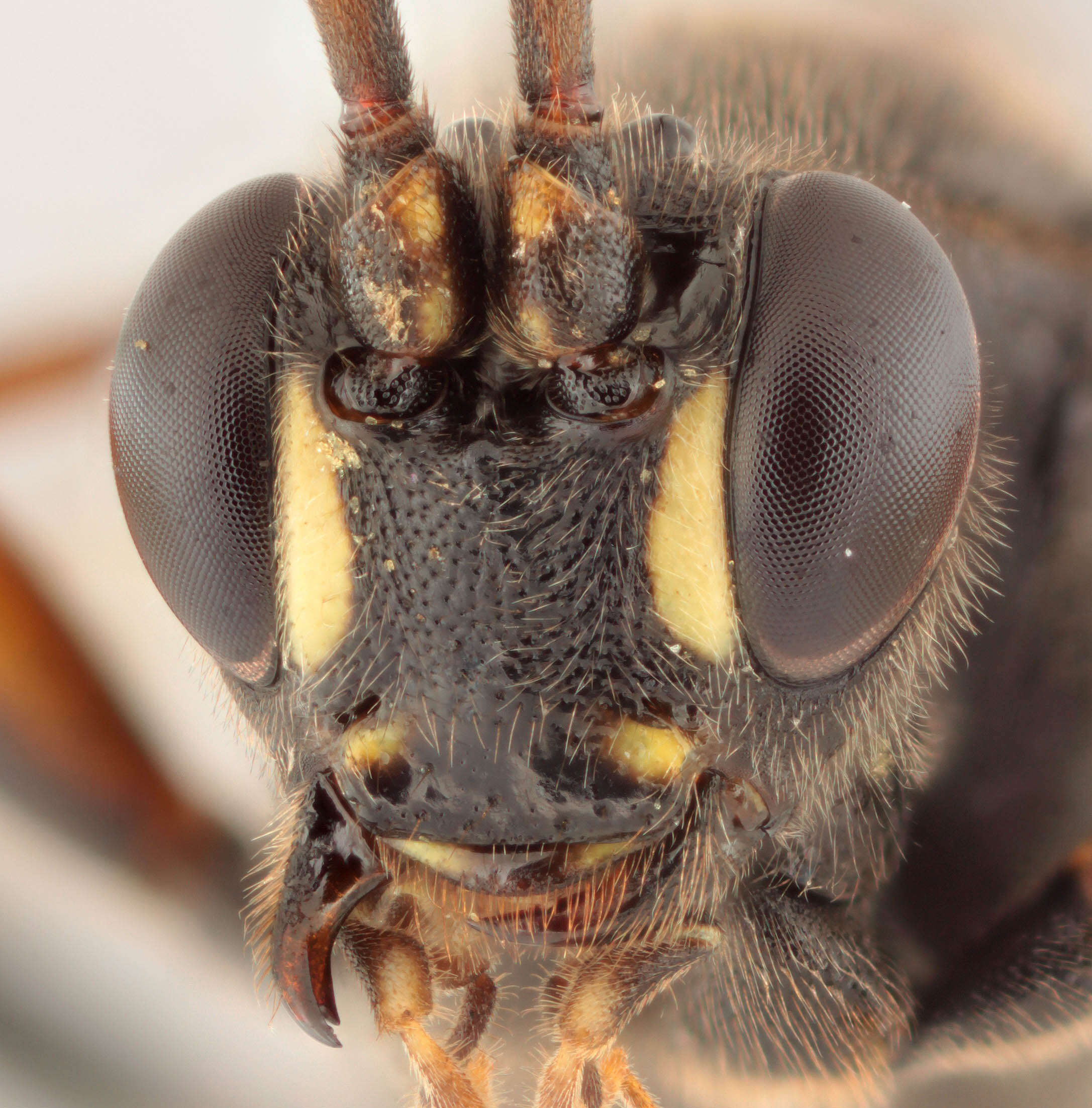 Image of Ichneumon gracilicornis Gravenhorst 1829