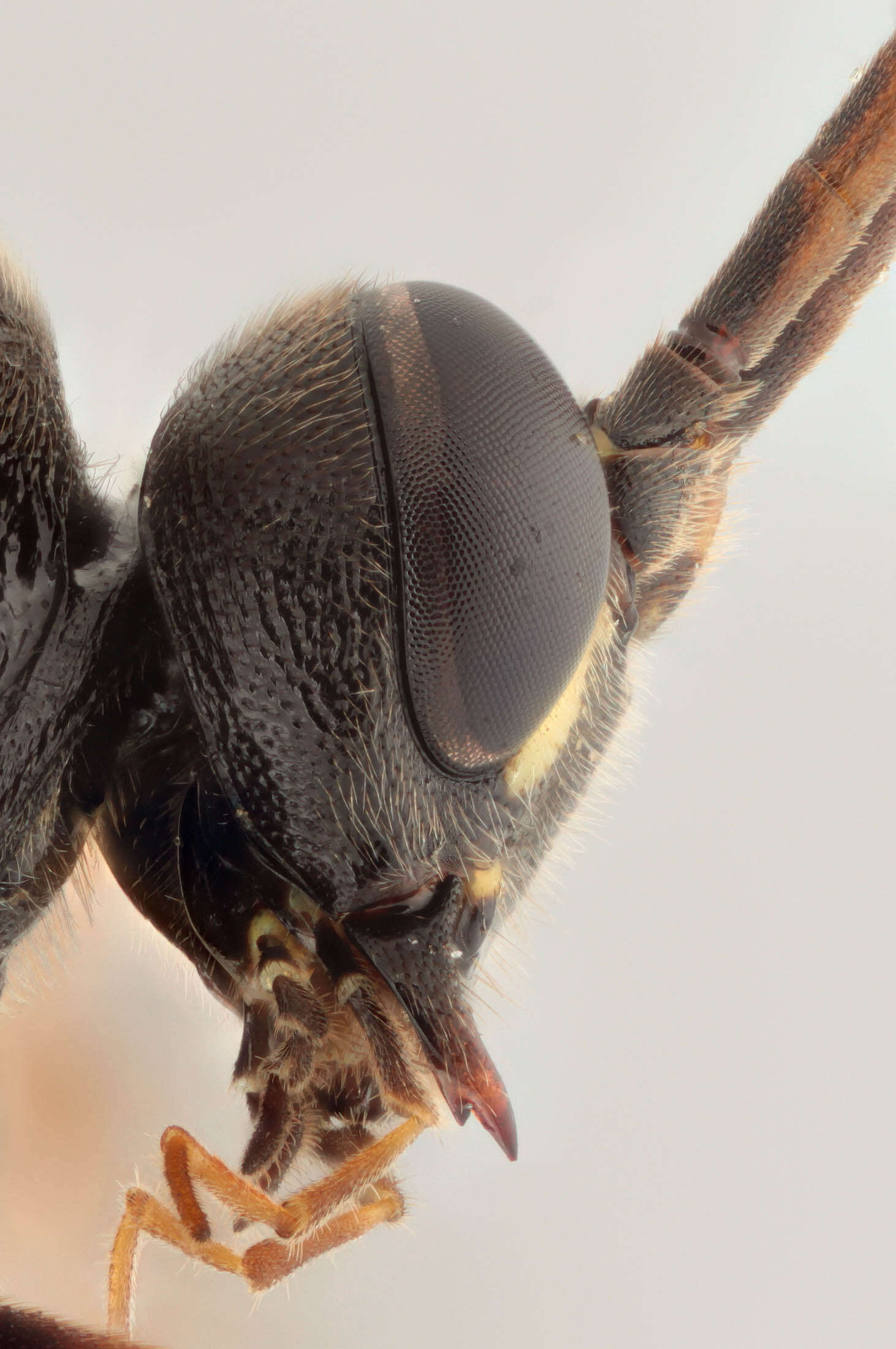 Image of Ichneumon gracilicornis Gravenhorst 1829