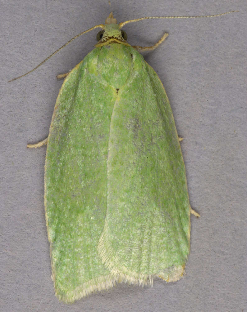 Image of green oak tortrix