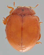 Image of Subcoccinella vigintiquattuorpunctata