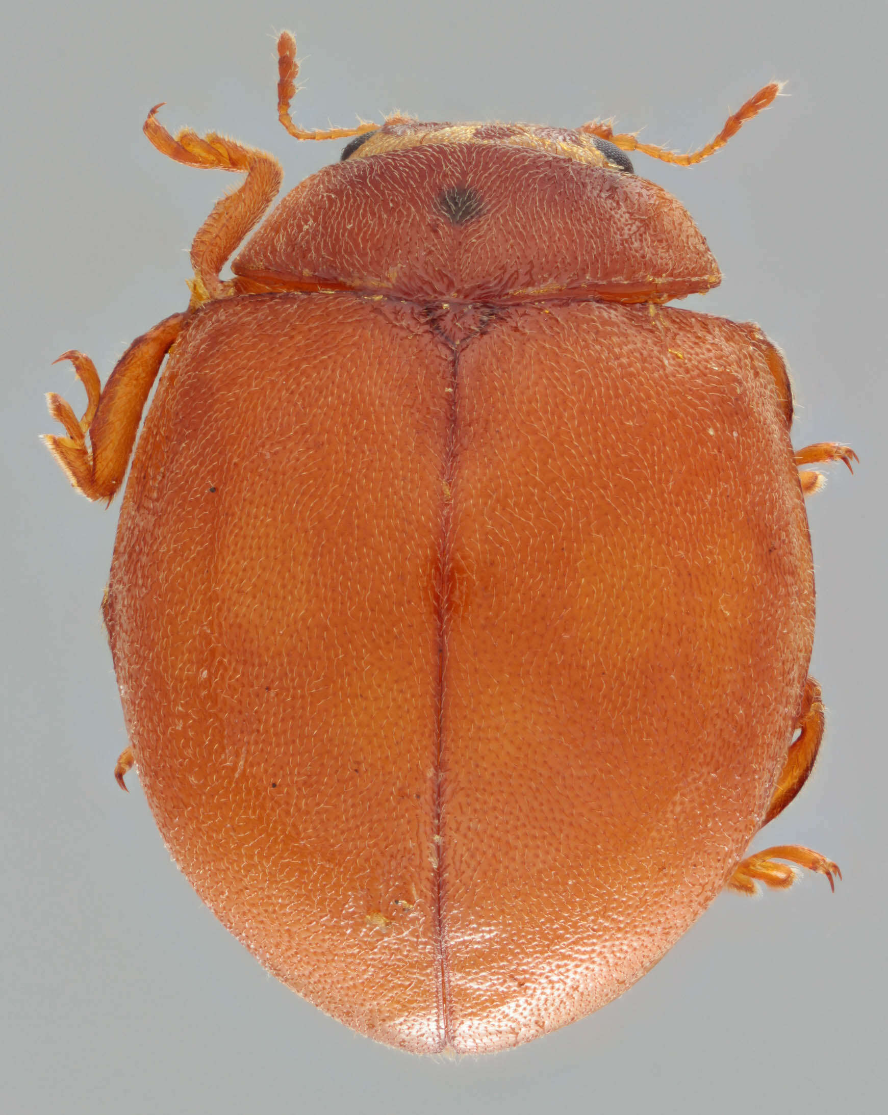 Image of Subcoccinella vigintiquattuorpunctata