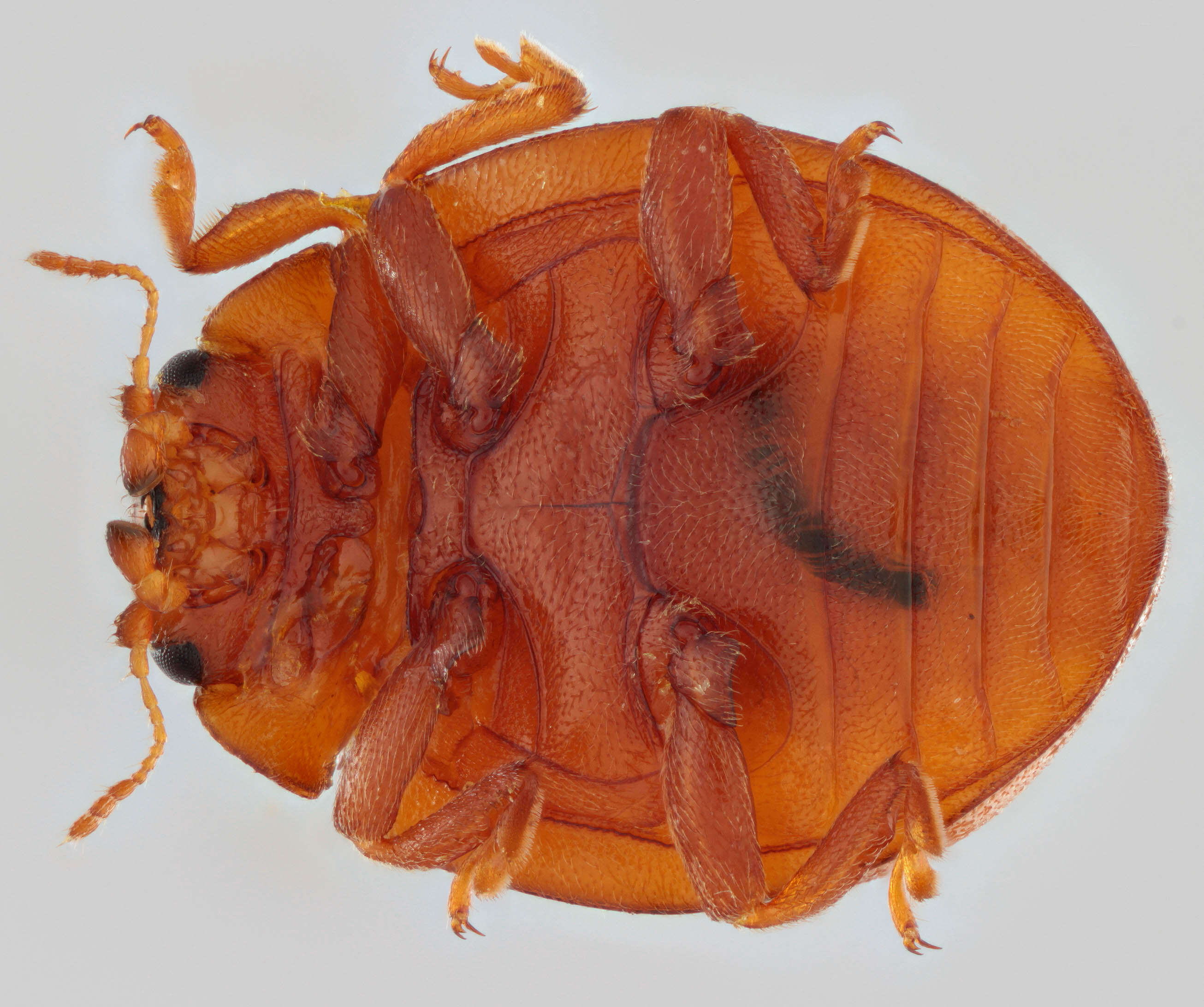 Image of Subcoccinella vigintiquattuorpunctata