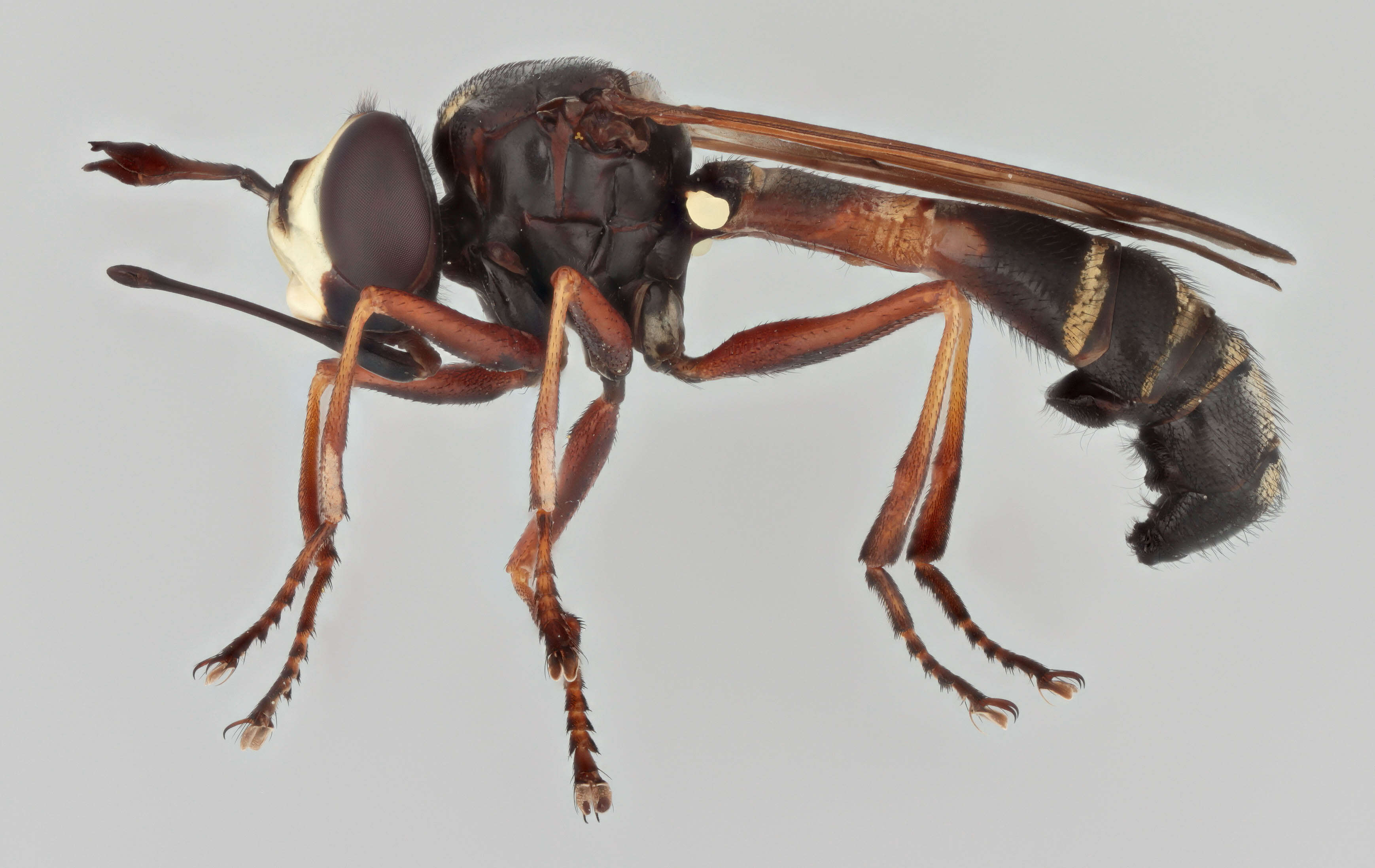 Image of Physocephala rufipes (Fabricius 1781)