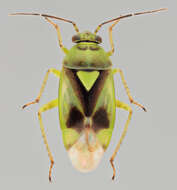 Image of Orthops campestris (Linnaeus 1758)