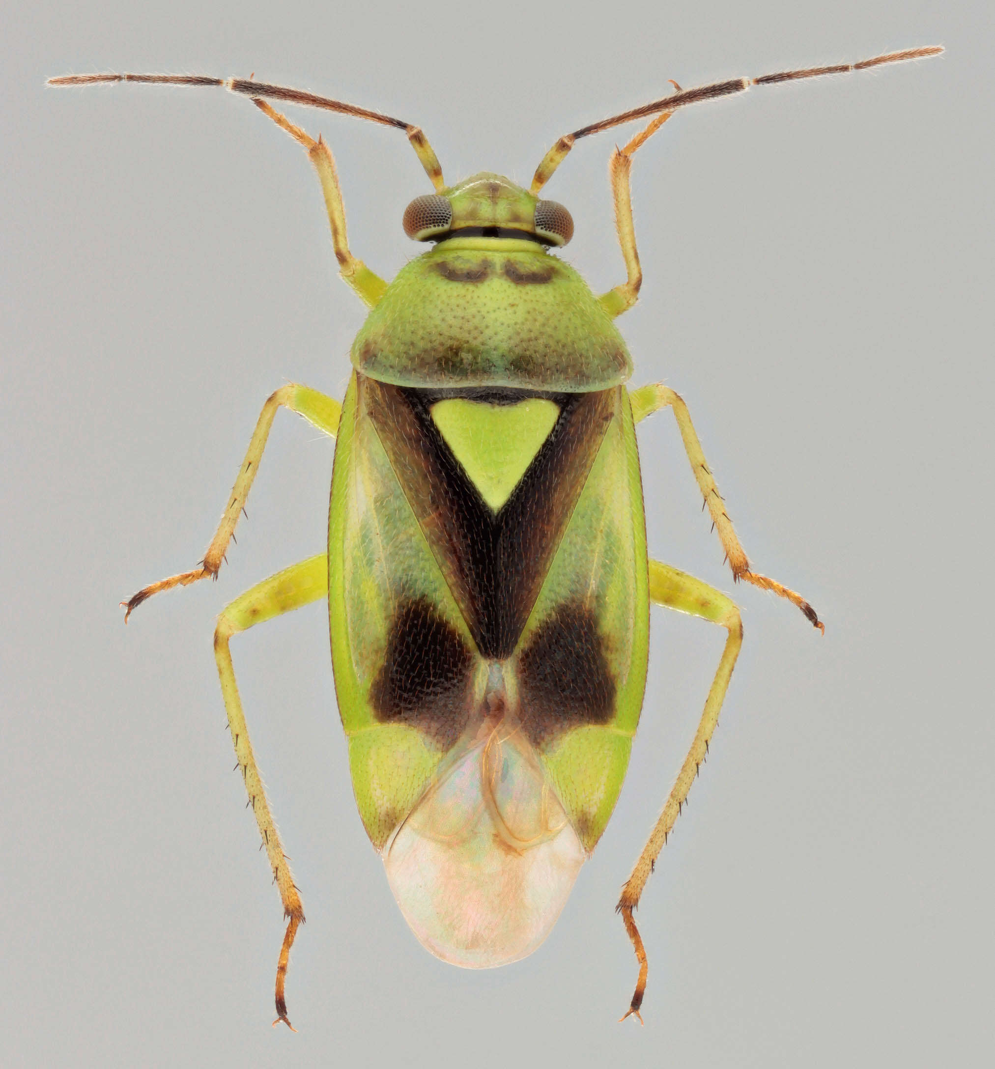 Image of Orthops campestris (Linnaeus 1758)