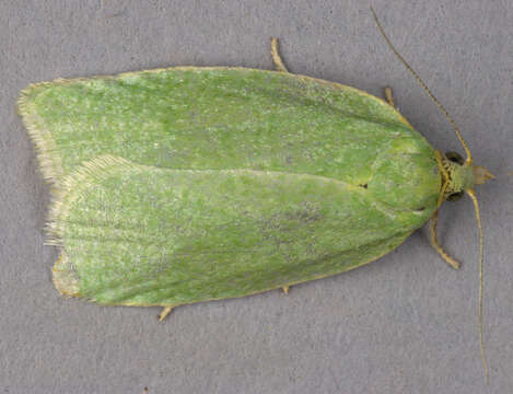 Image of green oak tortrix