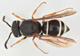 Image of Gymnomerus