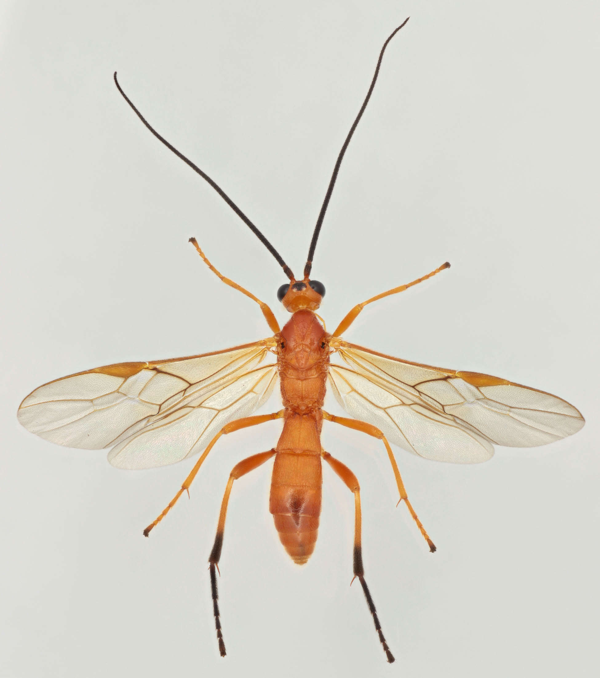 Image of Aleiodes praetor (Reinhard 1863)