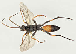 Image of Ichneumon gracilicornis Gravenhorst 1829