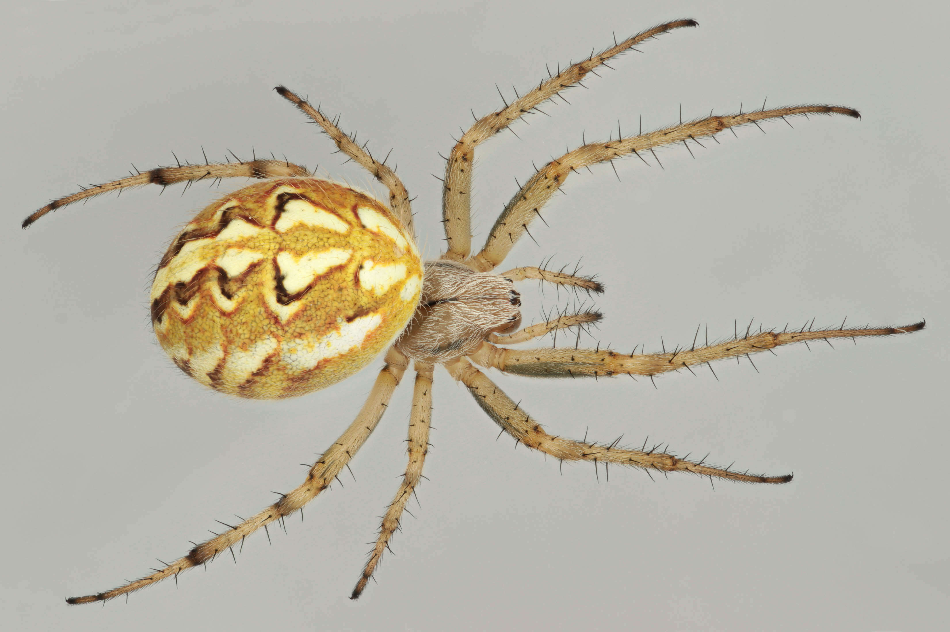 Image of Neoscona adianta (Walckenaer 1802)