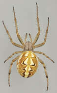 Image of Neoscona adianta (Walckenaer 1802)