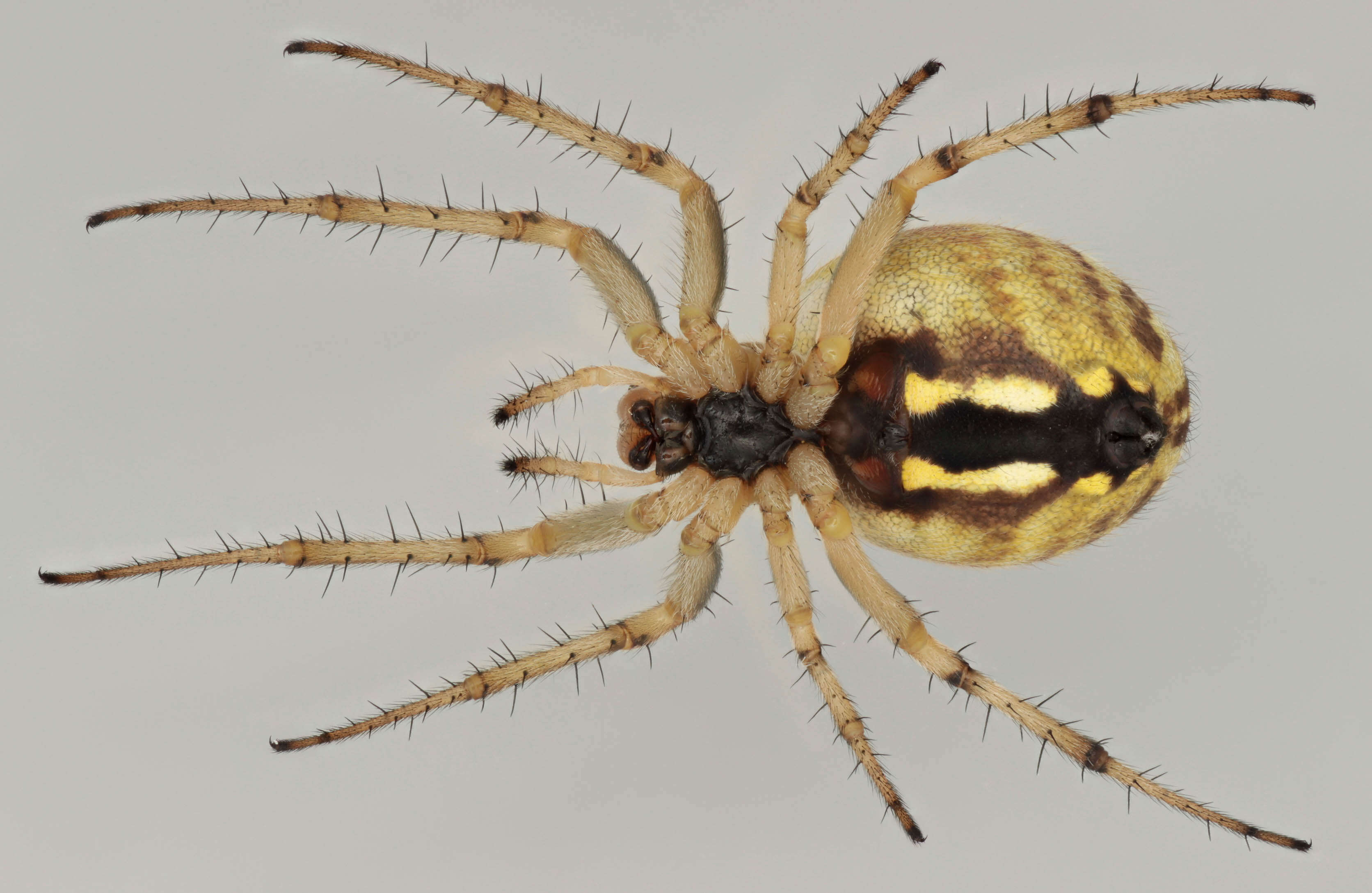 Image of Neoscona adianta (Walckenaer 1802)