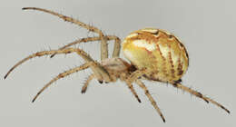 Image of Neoscona adianta (Walckenaer 1802)