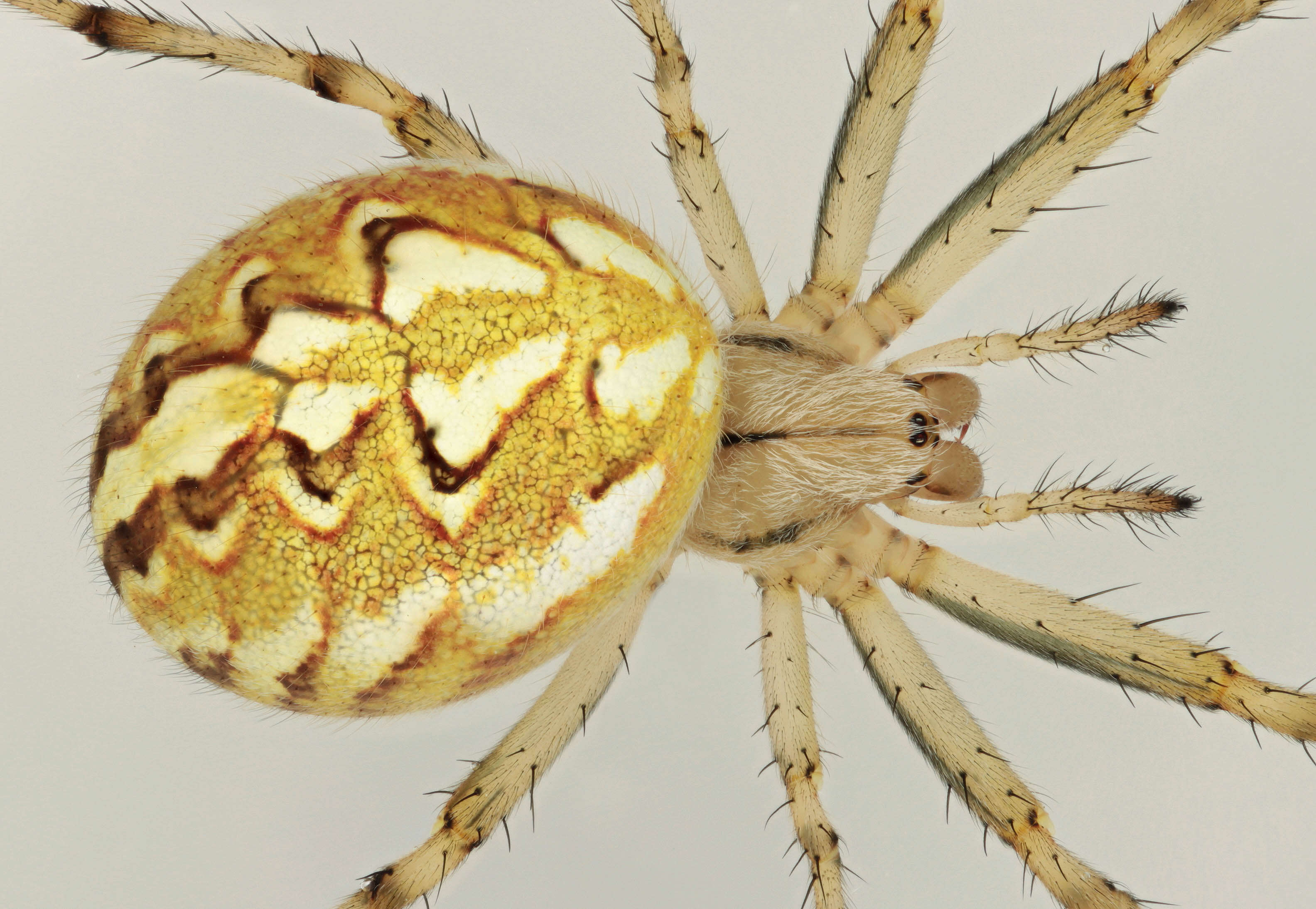 Image of Neoscona adianta (Walckenaer 1802)