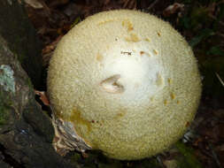 Image of Volvariella bombycina (Schaeff.) Singer 1951