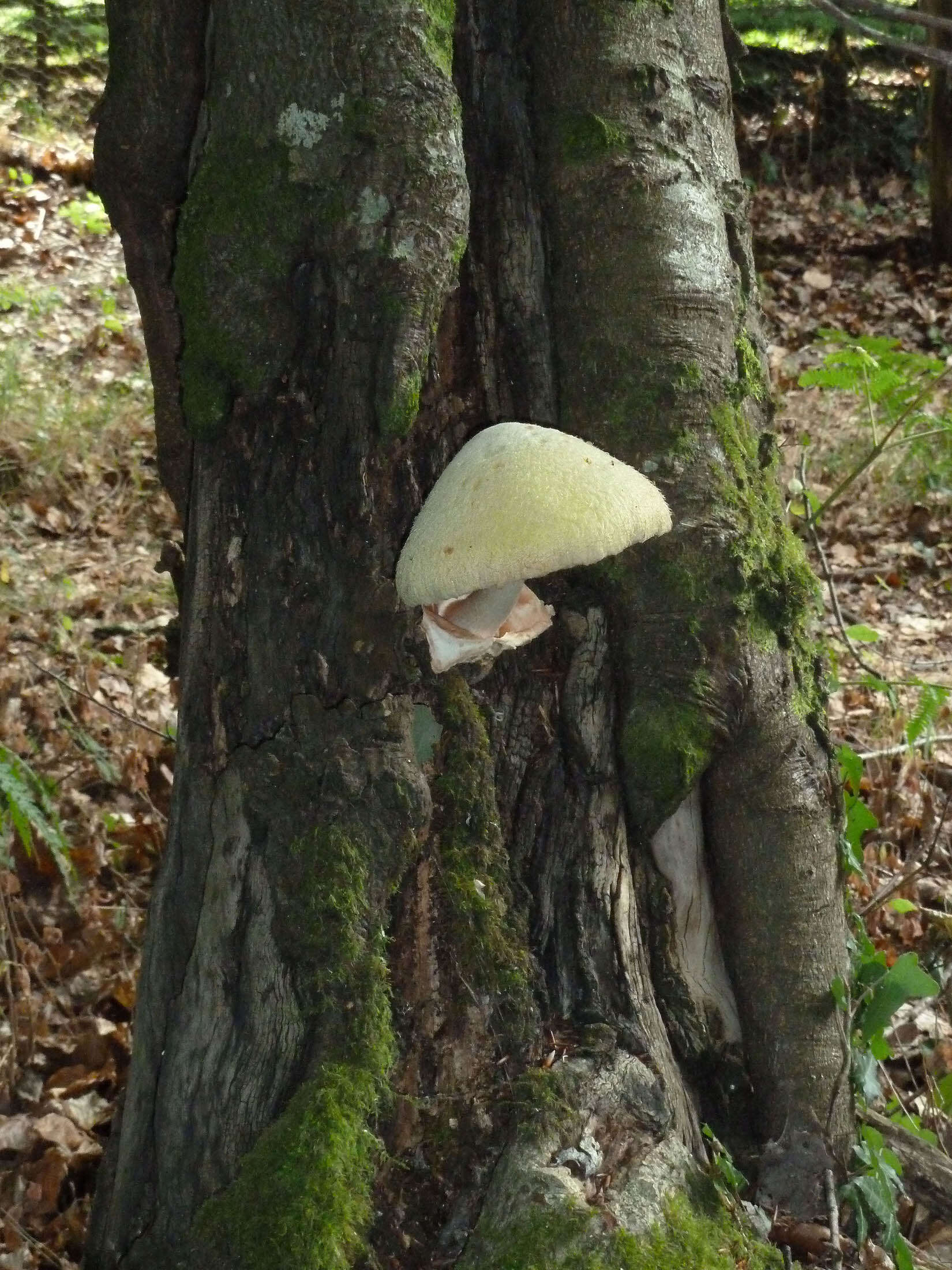 Image of Volvariella bombycina (Schaeff.) Singer 1951