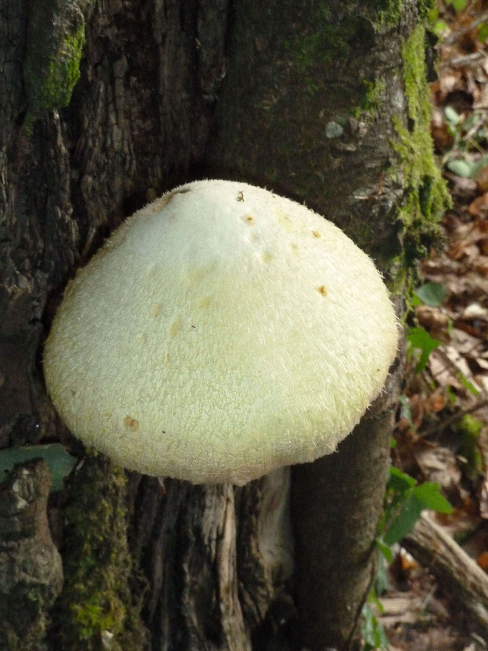 Image of Volvariella bombycina (Schaeff.) Singer 1951