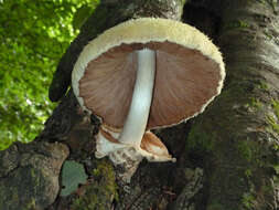 Image of Volvariella bombycina (Schaeff.) Singer 1951