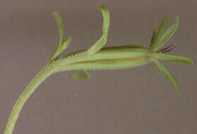 صورة Legousia hybrida (L.) Delarbre