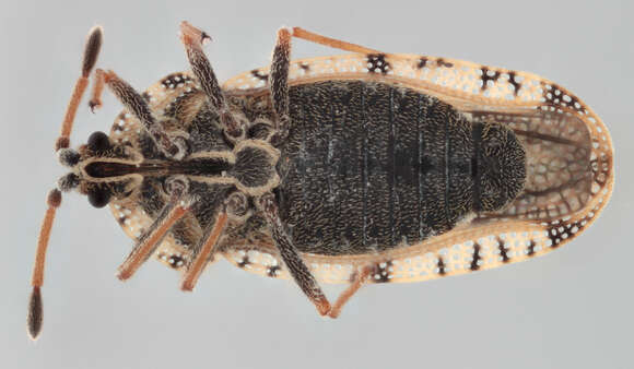 Image of spear thistle lacebug