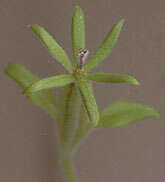 صورة Legousia hybrida (L.) Delarbre