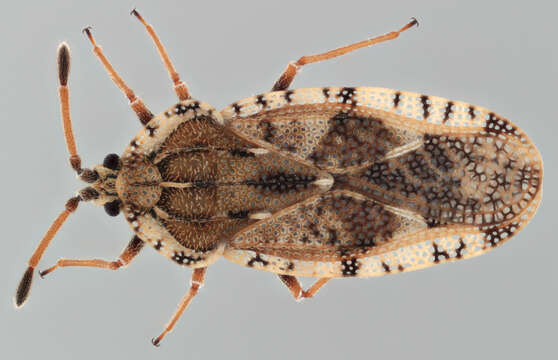 Image of spear thistle lacebug