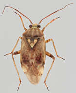 Image of Lygus rugulipennis Poppius 1911