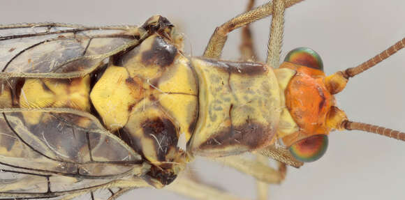 Image of Nothochrysa fulviceps (Stephens 1836)