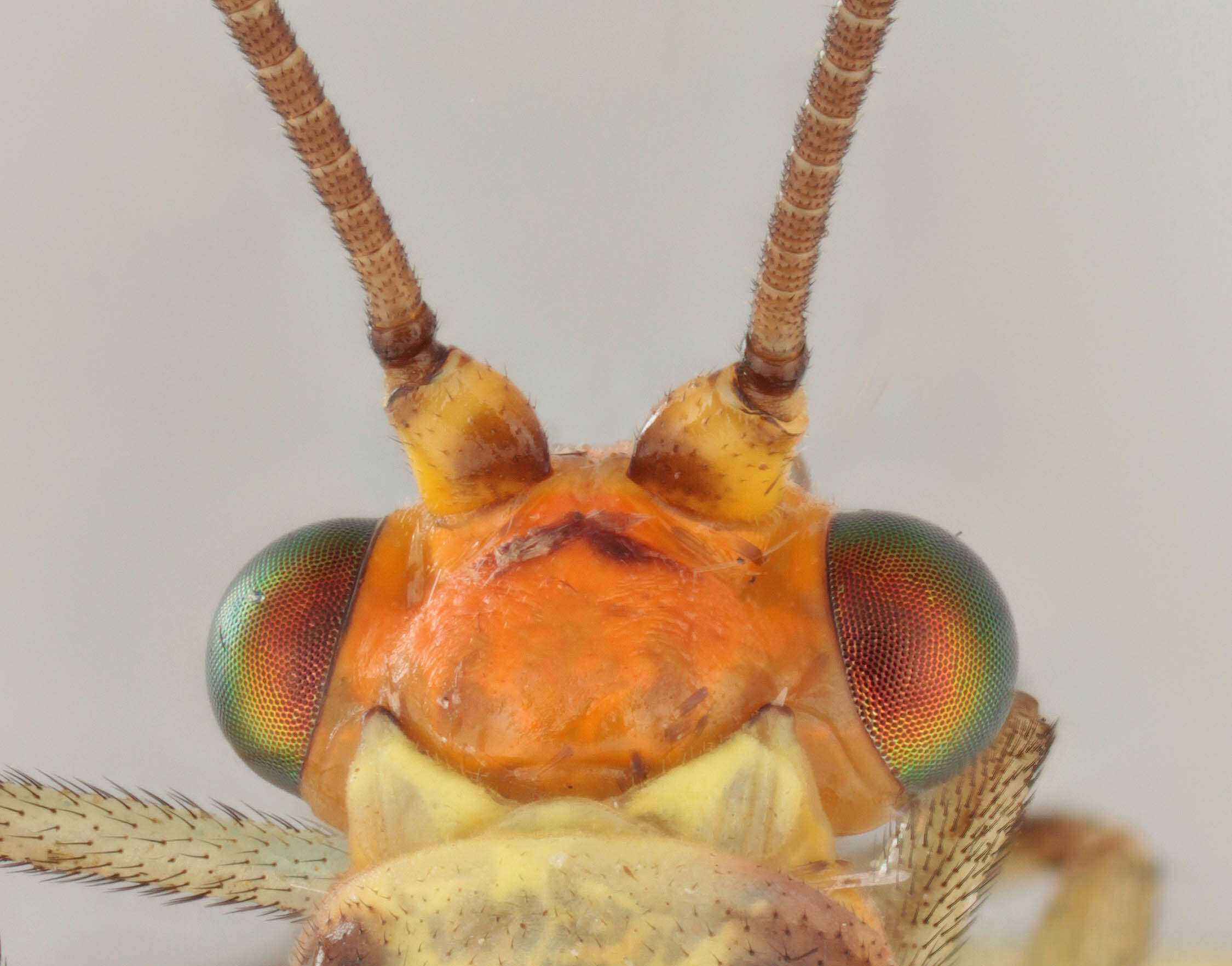 Image of Nothochrysa fulviceps (Stephens 1836)