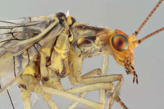 Image of Nothochrysa fulviceps (Stephens 1836)